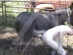 A pervert gets fucked by a donkey or man fuck donkey